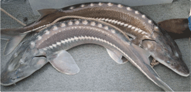 two keeper sturgeon